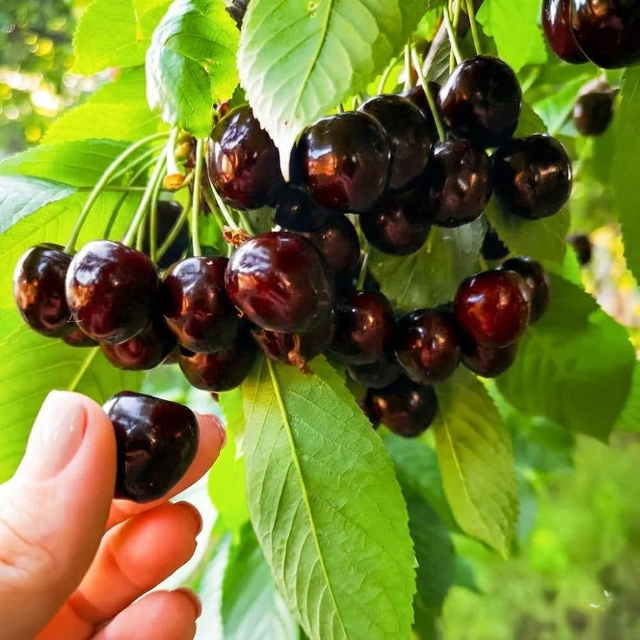 4 Black Cherry Trees Live Plants 1-2 Feet Tall, Cherry Plants Live, Sweet Cherry Fruit Tree, Bareroots Dormant