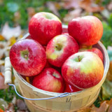 Honey Crisp Apple Tree Live Plant Bareroot 2-3 Feet Tall, Red Apple Plant Live for Planting, Live Apple Tree Plant, Apple Fruit Tree