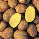 High Yielding Yukon Potato Tubers, 1 Pound Potatoes Plants Bulbs for Outdoor Growing,Vegetables Heirloom Potato Seeds Live Tuber for Home Garden