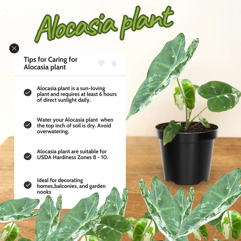 Alocasia Plant Live, Rare Elephant Ear Plant Indoor in 4 Inch Pot, Tropical Foliage, Compact Houseplant for Office, Room and Home Décor - Black