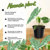 Alocasia Plant Live, Rare Elephant Ear Plant Indoor in 4 Inch Pot, Tropical Foliage, Compact Houseplant for Office, Room and Home Décor - Giant Variegated