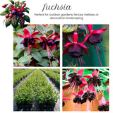 Black Fuchsia Plant Live, Hanging Basket Flower, 4-9" Tall, Hardy Fuchsia Vine for Shade Gardens, USDA Zones 8-11