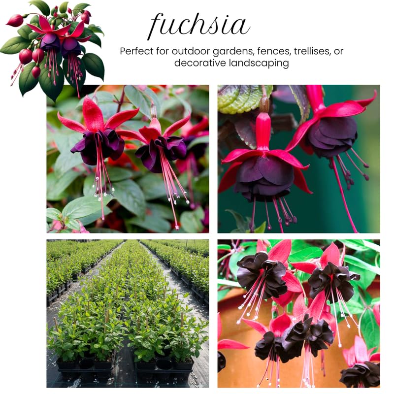 Black Fuchsia Plant Live, Hanging Basket Flower, 4-9" Tall, Hardy Fuchsia Vine for Shade Gardens, USDA Zones 8-11