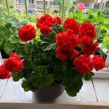 2 Geranium Plants Live, Live Geranium Plant, Red Geranium Flower Plants 4 to 6 Inches Tall, Easy to Plant