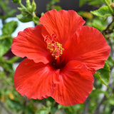 Hibiscus Flower Plant, Hibiscus Plants Live, Tropical Hibiscus Plant, Red Hibiscus, Zone 10 to 12, Size 5 to 7 Inch Tall