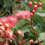 Rainbow Eucalyptus Plant Live, Eucalyptus Live Plants, in 2.5" Pot, Well-Rooted Starter Plants for Indoor Outdoor Growing
