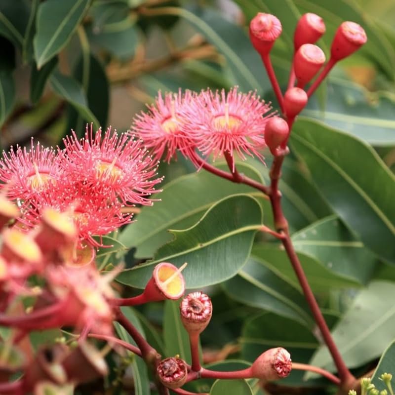 Rainbow Eucalyptus Plant Live, Eucalyptus Live Plants, in 2.5" Pot, Well-Rooted Starter Plants for Indoor Outdoor Growing