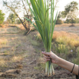 Pack 2 Lemongrass Plants Live, Edible Fragrant Lemongrass Herb Plants Potted, Outdoor Growing