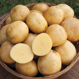 2 Pounds Yukon Gold Seed Potatoes for Planting, Heirloom, High Yields Potato Seeds Tubers Bulbs Vegetable Live Plants
