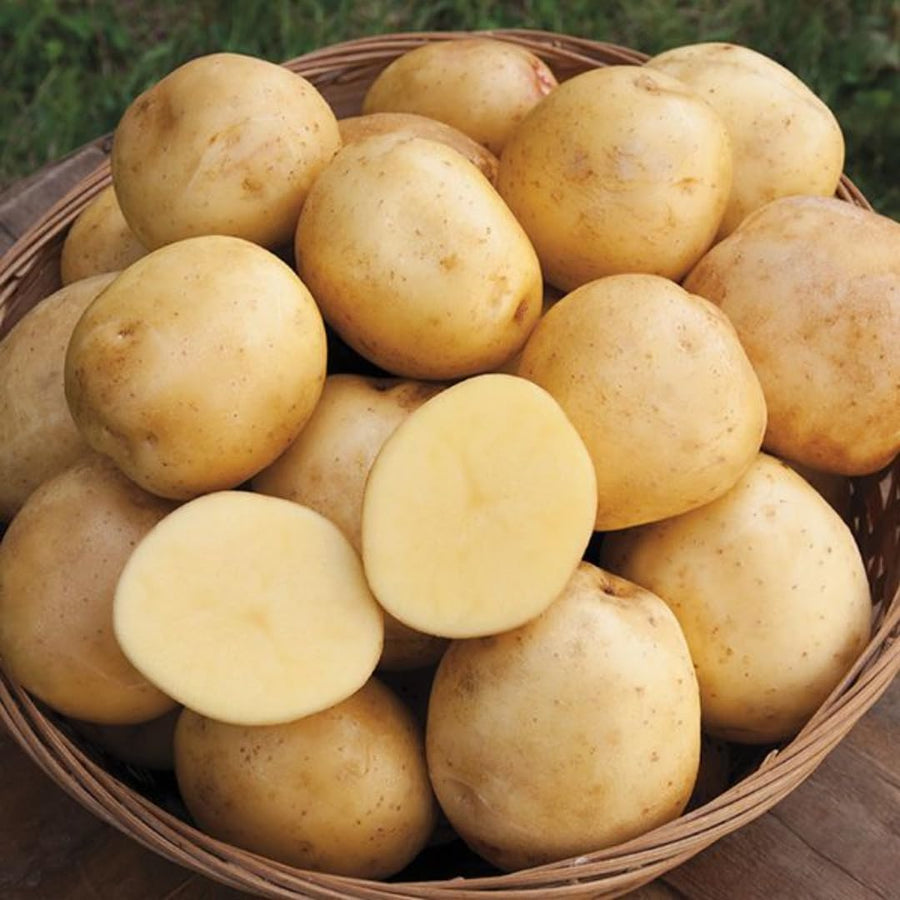 2 Pounds Yukon Gold Seed Potatoes for Planting, Heirloom, High Yields Potato Seeds Tubers Bulbs Vegetable Live Plants