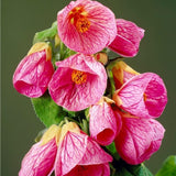 Abutilon Live Plant, Abutilon Flowering Vine, Trailing Lantern Flower Well Rooted 5-7 Inch Tall