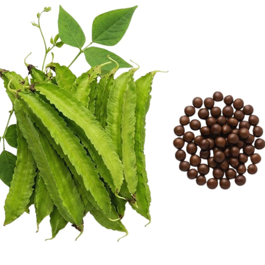 50 Winged Bean Seeds for Planting, Vegetable Vine Plant Seeds Gardening Outdoor