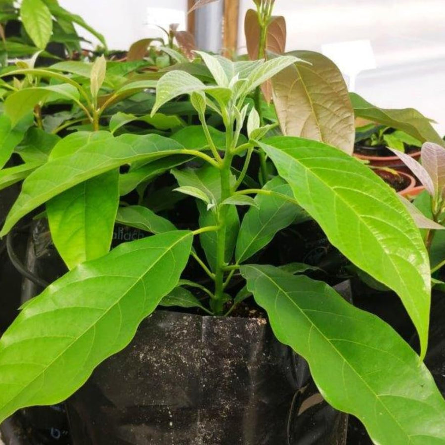 15"-20" Avocado Trees Live Plants in Half Gallon Pot, Avocado Plant, Winter Hardy, 1 Year Old Tree, No CA