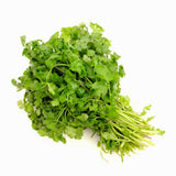 Set 500 Cilantro Seeds for Planting, Cilantro Seed, Fragrant and Fast Growing Herb Shrub, Ready for Planting Outdoor Garden