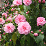 Camellia Plant Live for Outdoor Planting, Camellias Starter in 4'' Pot, Vibrant Ornamental Blooms, 8-12'' Tall (Pink Camellia)