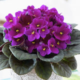 Purple African Violet Live Plant, African Violet Houseplant in 4" Pot, Blooming Indoor Plant for Home or Office with Vibrant Flowers