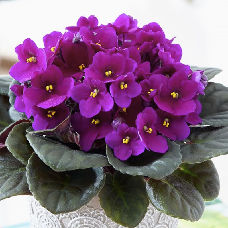 Purple African Violet Live Plant, African Violet Houseplant in 4" Pot, Blooming Indoor Plant for Home or Office with Vibrant Flowers