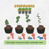 Already Sprouts Stephania Cephalantha Plant Bulb, Various Size Caudex, Rare Succulent with No Hair Roots, Home Decor, Houseplant, Cold Hardy (Large 3-3.5" Caudex)