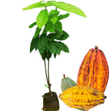 6 Months Old Theobroma Cacao Tree Plant Live, High Yield Cocoa Chocolate Trees Live Plants 8" Tall in Half Gallon Pot, Outdoor Indoor Growing, No CA