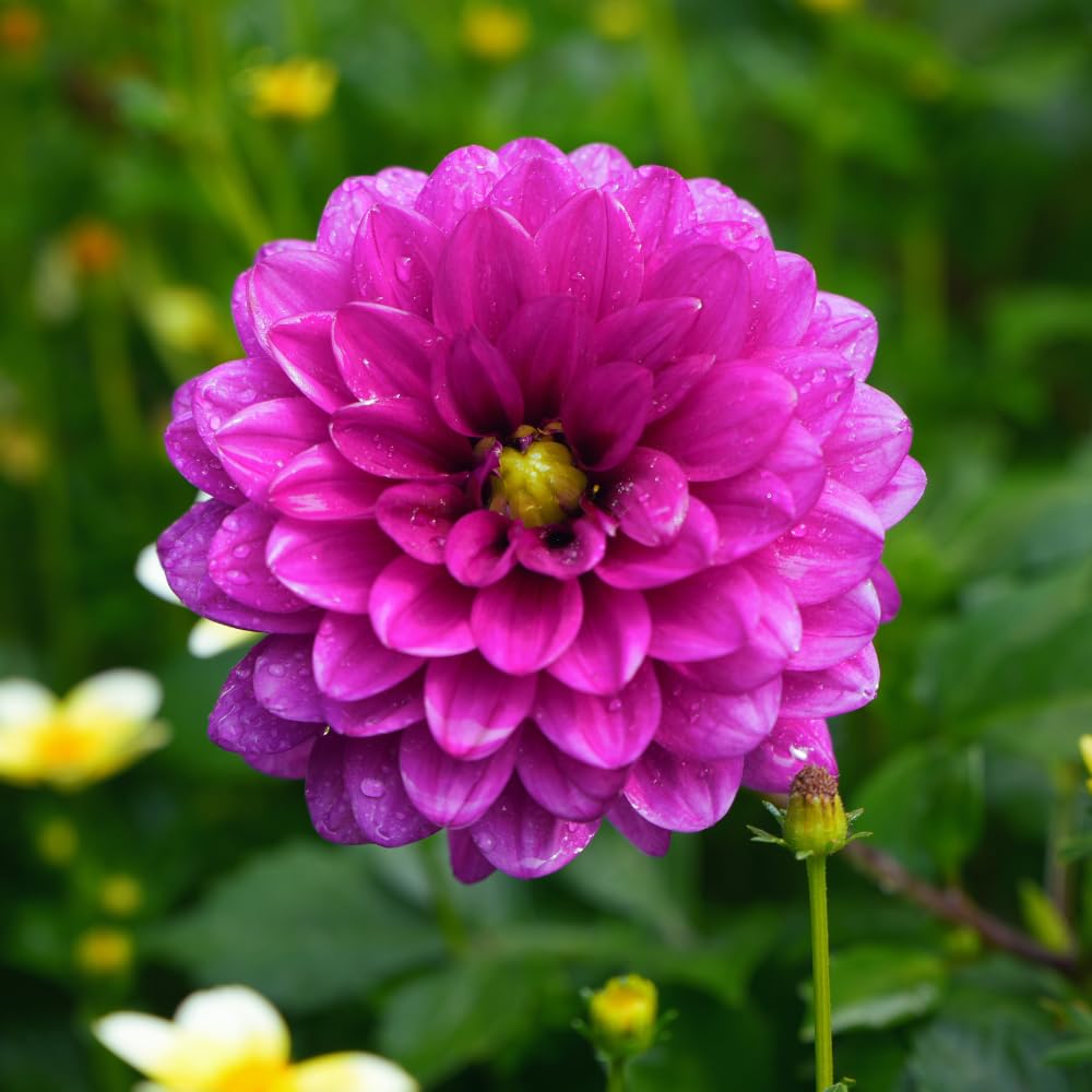 Dahlia Clump for Planting, Purple Dahlia Flower for Summer Blooms, Large and Vibrant Flowers, Suited for Zones 8 to 11