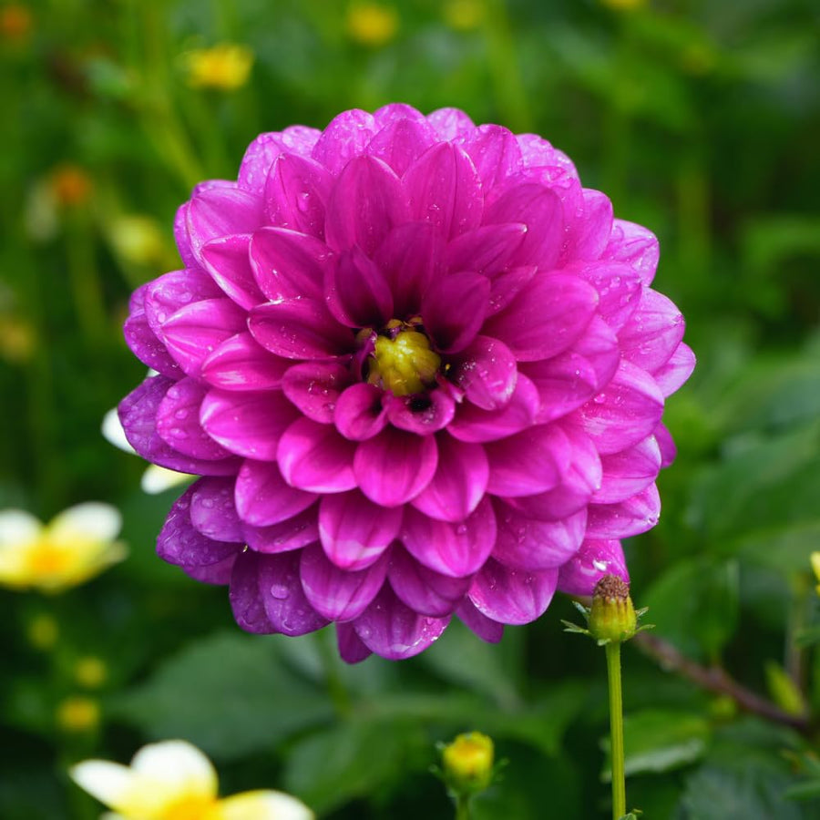Dahlia Clump for Planting, Purple Dahlia Flower for Summer Blooms, Large and Vibrant Flowers, Suited for Zones 8 to 11