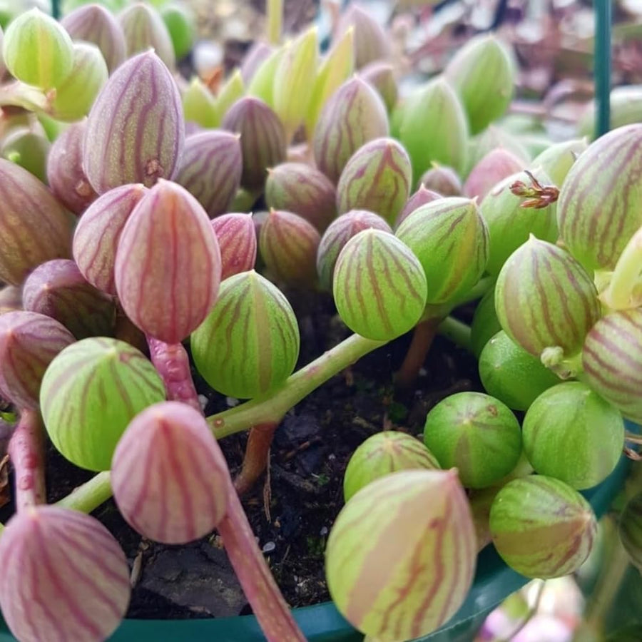 Succulent Plant Live, Trailing Houseplant, Indoor Green Foliage Plant in 4 Inch Pot (String of Watermelon)