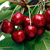 Red Cherry Tree Live Plant, Sweet Cherry Plant Live Fruit Tree 3-4 Feet Height, Large Dark Red Cherry Tree Plant for Planting