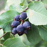 Live Elderberry Plant, 1.5 to 2.5 Feet Tall in 1 Gallon Pot, Fruiting Shrub Ready to Grow