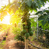 Dwarf Papaya Plant Live Size 8-12" in Gallon Pot, Perfect for Containers, Tropical Fruit for Small Spaces, No CA