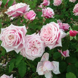 Climbing Roses Live Plants, Fragrant Climber Rose for Garden, 4 to 10 Inches Tall, Hybrid Tea Roses Bushes, Establish Root, Cut Back (Light Pink Rose)