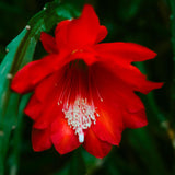 Long Epiphyllum Orchid Cactus Plants Live Tree, 1 Feet Tall Fully-Rooted in 4" Pot, Orchird Cactus Cold Hardy, Fragrant (Red)