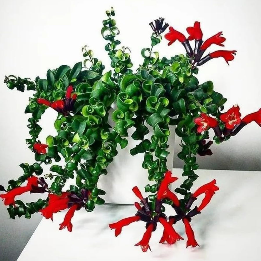 Curly Lipstick Plant Live, Aeschynanthus Twisted Lipstick Houseplant, in 3" Pot, Rare Trailing Indoor Plant with Twisted Leaves