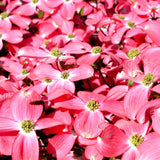 Pink Dogwood Trees Live Plants in Quart Pot, 10-16 Inc Tall, Dormant in Winter, Bushes for Planting Outside, Flower Shrubs