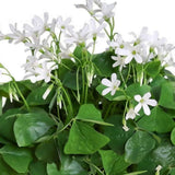 Live Green Oxalis Shamrock, Oxalis Triangularis Plant, 4 Inch Pot, Well Rooted, Ready for Planting