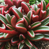 Peperomia Live Plant in 4" Pot, Easy-Care Indoor Trailing Houseplant Succulent Live (Ruby Peperomia)