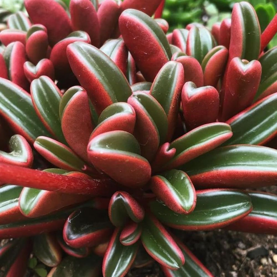 Peperomia Live Plant in 4" Pot, Easy-Care Indoor Trailing Houseplant Succulent Live (Ruby Peperomia)