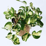 2 Pothos Live Plants, Live Pothos Plant, 3 to 5 Inc Tall, Indoor House Plants Outdoor (Green White)