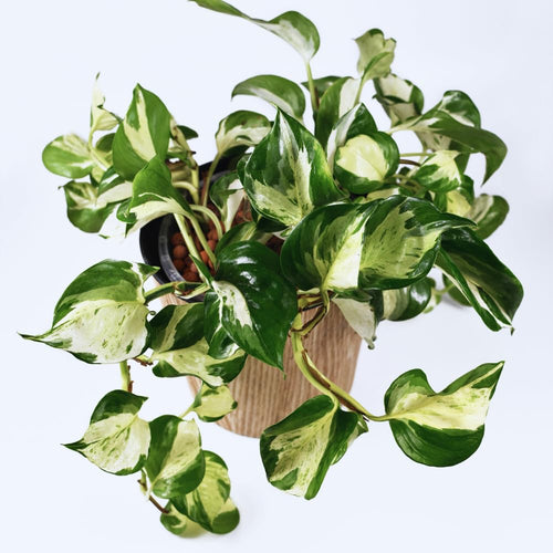 2 Pothos Live Plants, Live Pothos Plant, 3 to 5 Inc Tall, Indoor House Plants Outdoor (Green White)