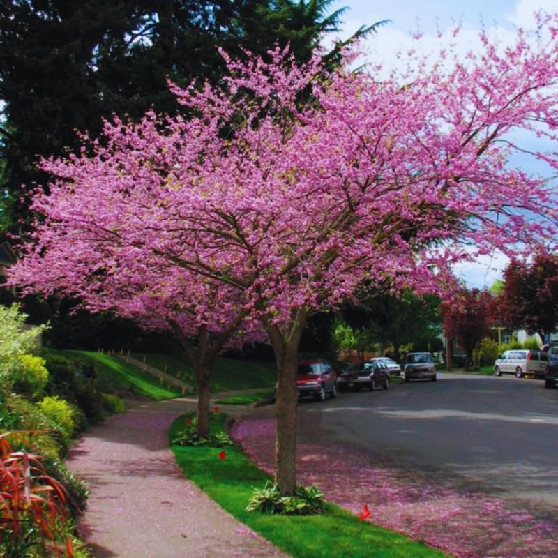 Eastern Redbud Tree Live Plants Seedling Dormant, 8 to 12 Inches Tall Red Bud Trees Live Plants, Redbud Tree for Planting, Bud Break