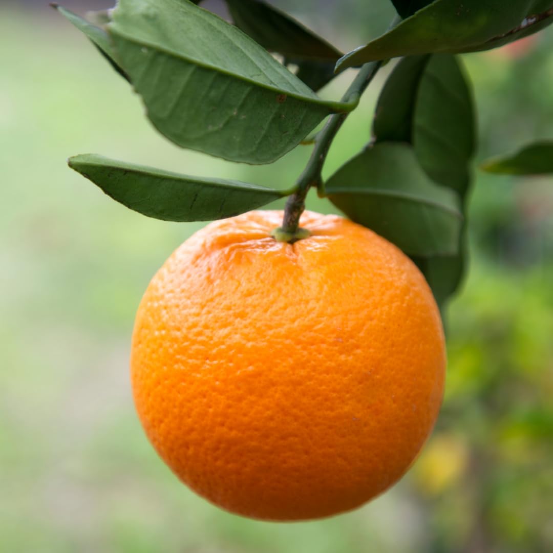 Live Navel Orange Tree, Seedless Sweet Orange Fruit, 3-4 Feet Tall, Ready for Planting
