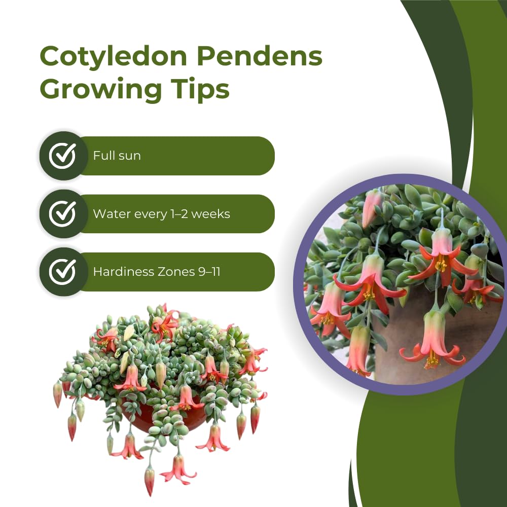 Cotyledon Pendens Plant, Rare Cotyledon Succulents, Easy-Care Hanging Houseplant for Indoor Outdoor Decoration, 6'' Potted
