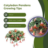 Cotyledon Pendens Plant, Rare Cotyledon Succulents, Easy-Care Hanging Houseplant for Indoor Outdoor Decoration, 6'' Potted