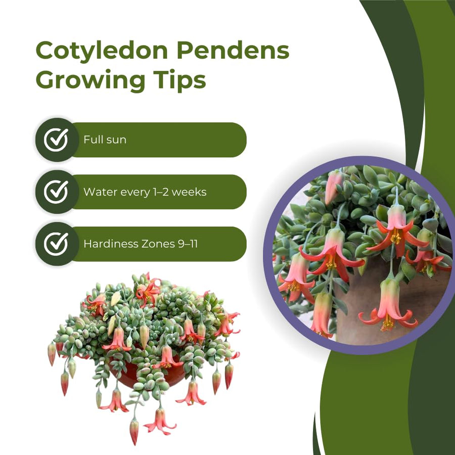 Cotyledon Pendens Plant, Rare Cotyledon Succulents, Easy-Care Hanging Houseplant for Indoor Outdoor Decoration, 6'' Potted
