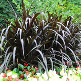 2 Black Fountain Grass Live Plants, Perennial Grass Clumps for Outdoor Landscaping Growing, Ornamental Grasses Ready to Grow 4-9 Inches