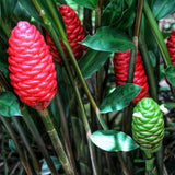 Shampoo Ginger Plant Live for Planting, Hawaiian Ginger Flower Plant, Tropical Ginger Plant Well-Rooted for Indoor Outdoor Growing, 5-9" Tall