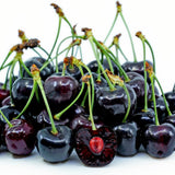 2 Black Cherry Plants Live 1-2 Feet Tall, Sweet Cherry Trees Live Plant, Cherry Live Plant Fruit Tree, Cherry Tree Plant