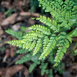 10 Maidenhair Fern Rhizomes, Hardy Perennial Fern Plants for Garden, Fast-Growing Ferns Starter Roots