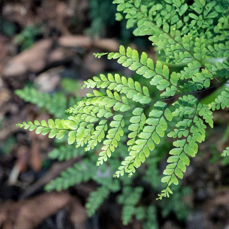 10 Maidenhair Fern Rhizomes, Hardy Perennial Fern Plants for Garden, Fast-Growing Ferns Starter Roots
