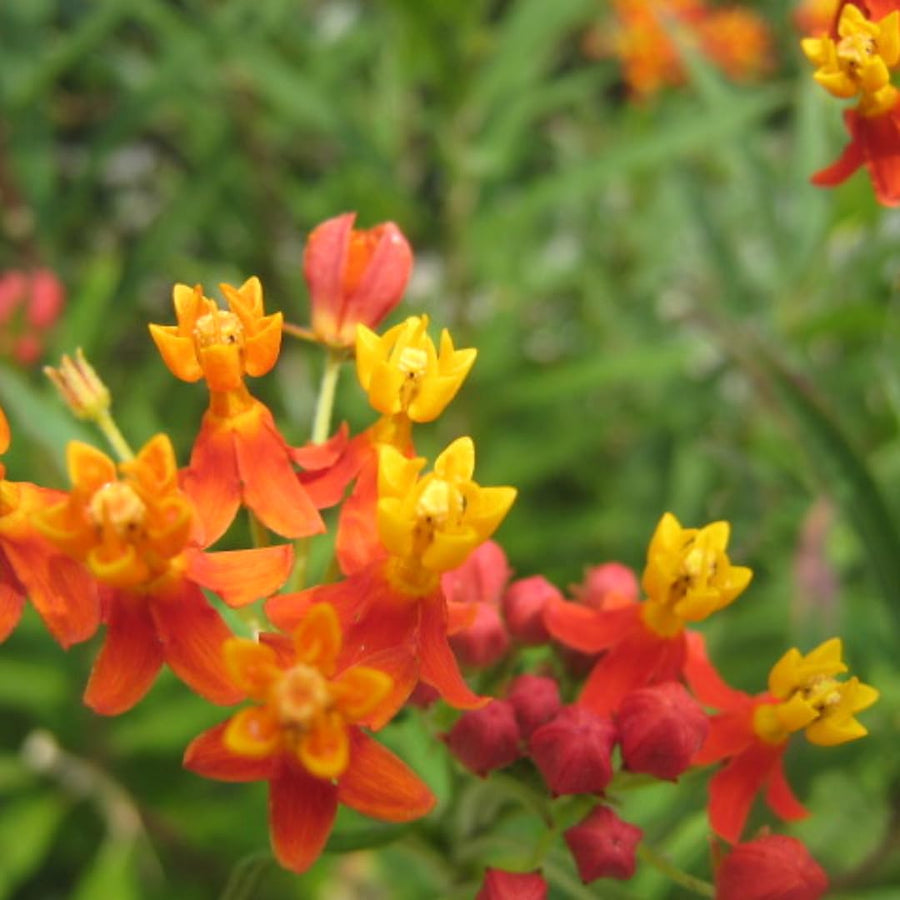 75 Red Milkweed Seeds for Planting, Milkweed Flower Seed