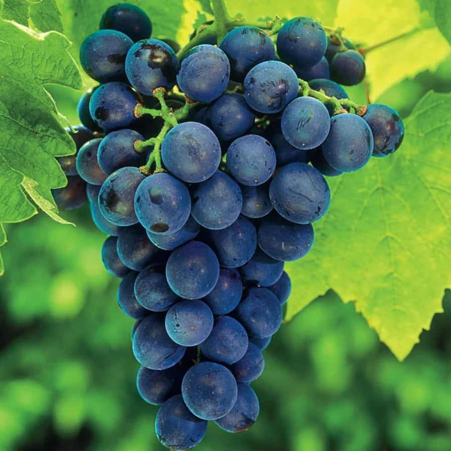 Blue Seedless Grape Vines Trees Live Plants, Well-Rooted 1 to 2 Years Old, Grapes Plant Live for Outdoor Planting, Zones 3-9